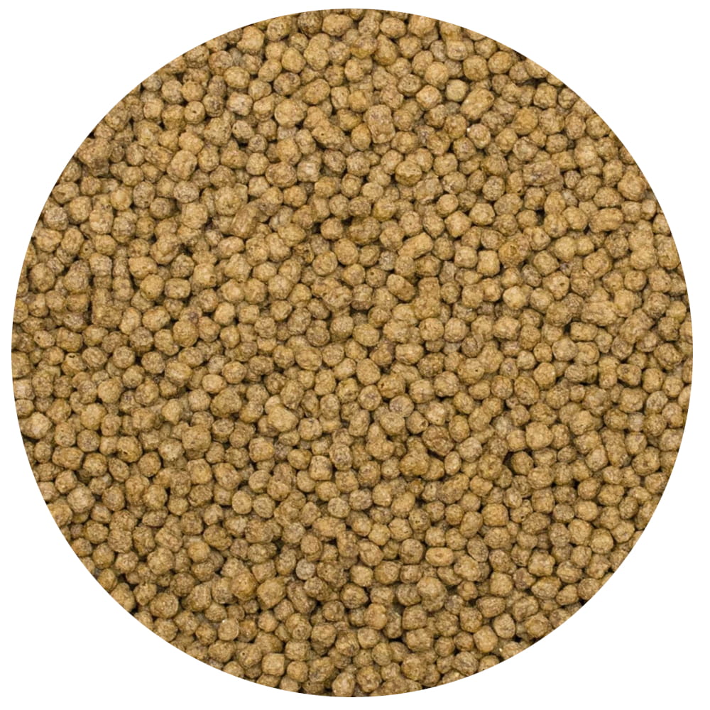KOI silkworm S.jpg